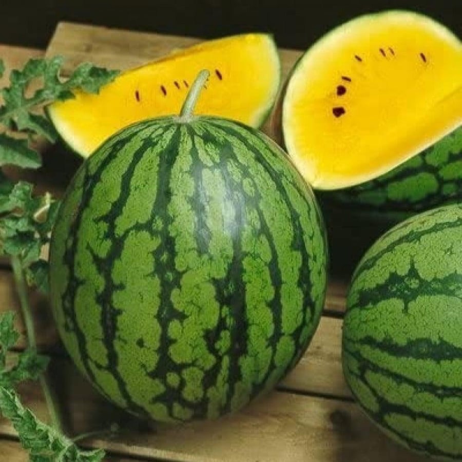 بذور البطيخ الأصفر