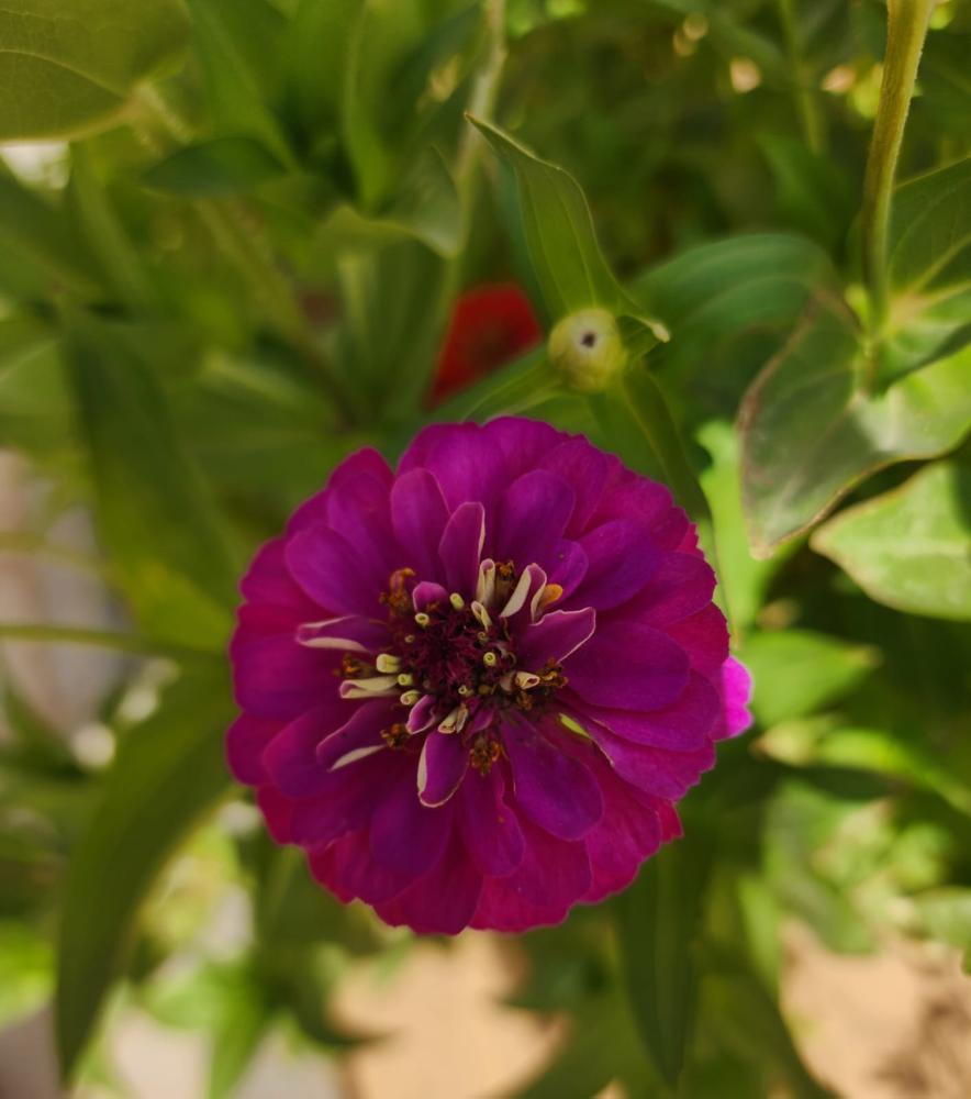 بذور زهرة الزينيا الارجوانية ( Zinnia elegans )