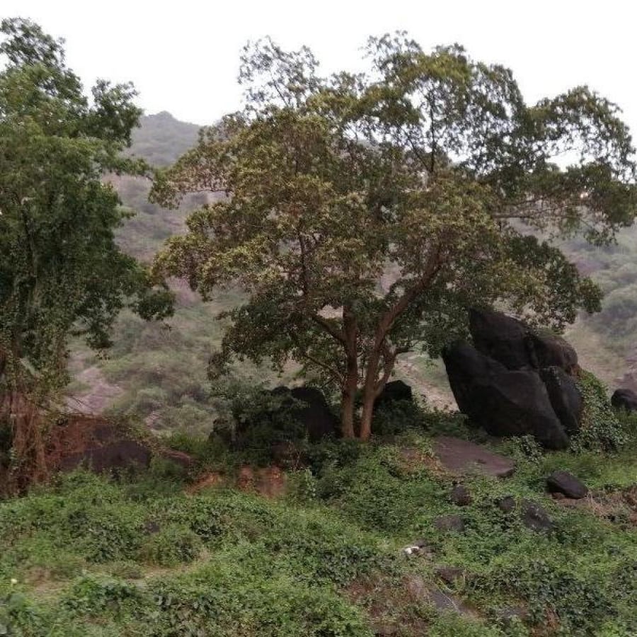 بذور شجرة القاع - القوع ( Terminalia prunioides )