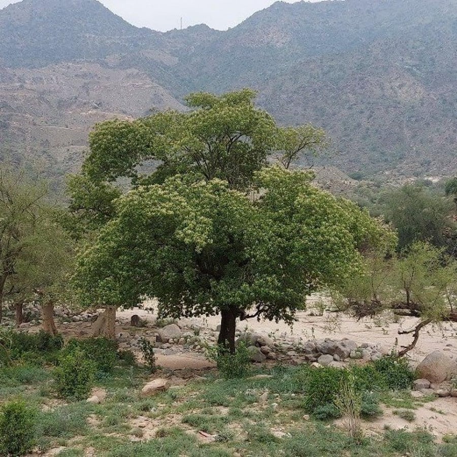 بذور وأزهار شجرة القاع