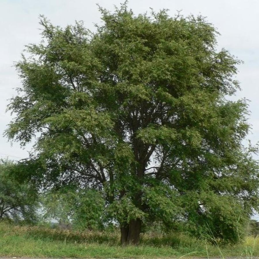 بذور الحراز النادرة - السنط الابيض ( Faidherbia Albida )