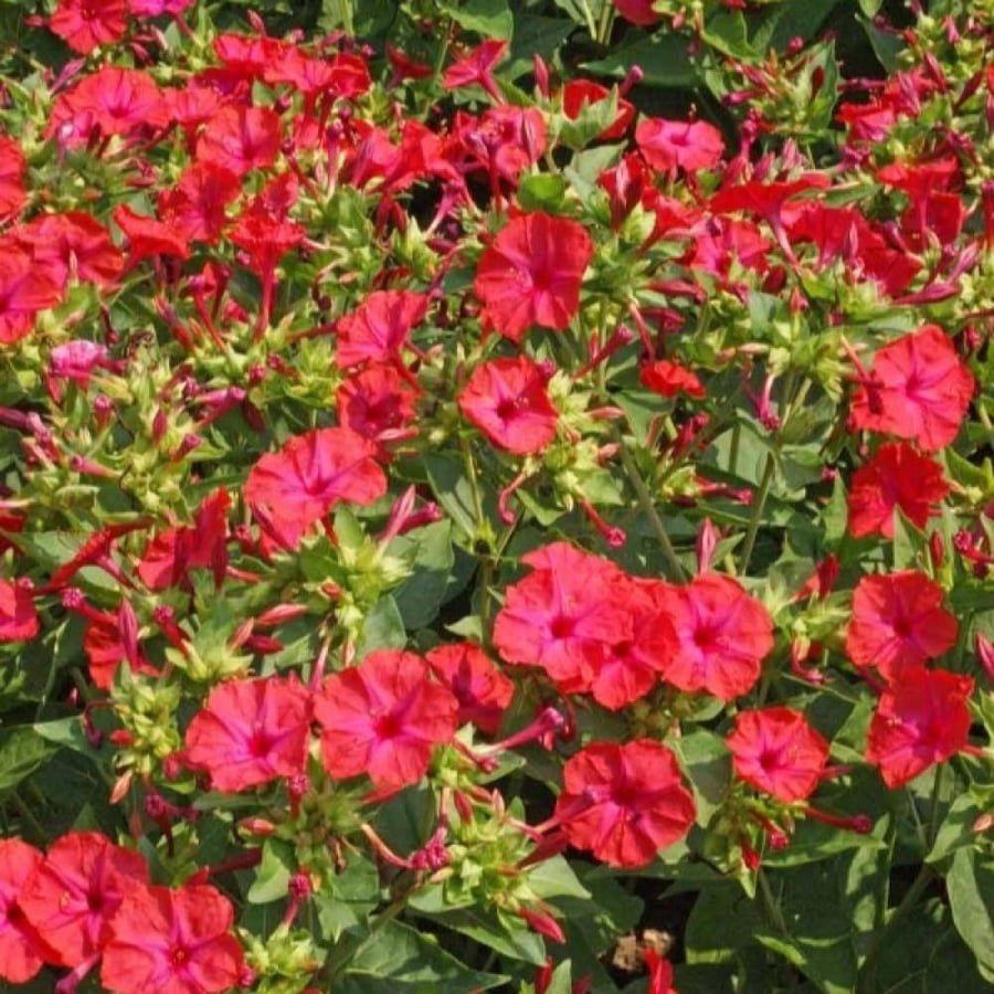 بذور زهرة شب الليل الحمراء الساعة الرابعة Mirabilis jalapa