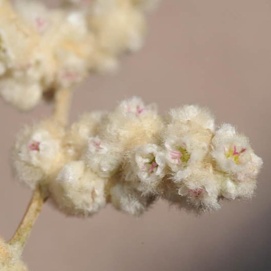 بذور شجيرة الطرف - الراء ( Aerva javanica )