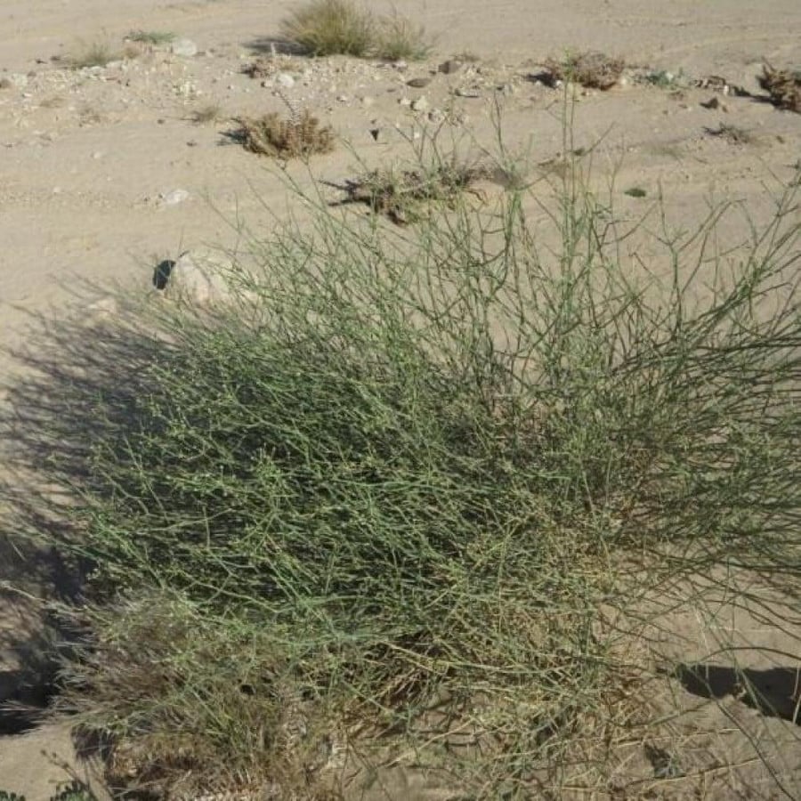 بذور شجيرة القزوح العلجان deverra triradiata