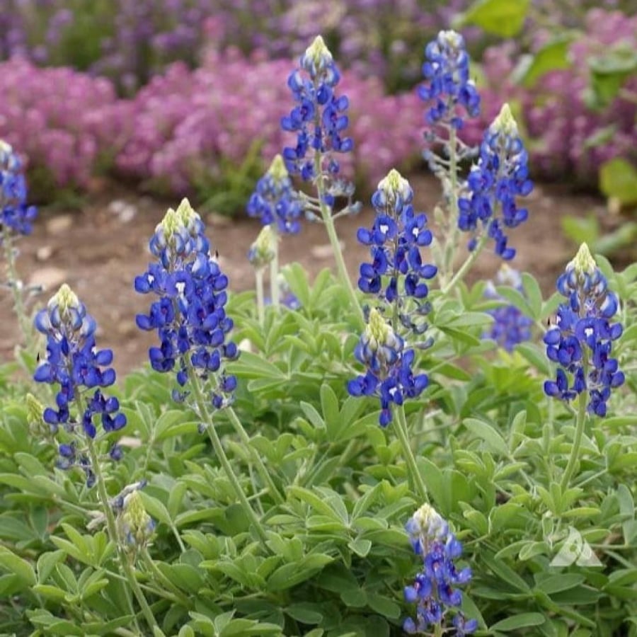 بذور زهور الترمس الازرق ( Lupinus texensis )