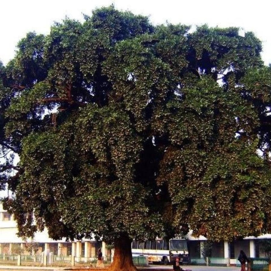 بذور اللبخ العملاق النادرة ( Mimusops laurifolia )