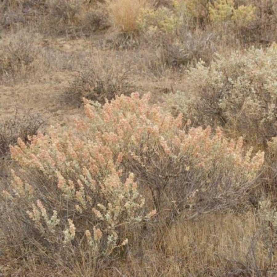 بذور شجيرة الرغل الشوكي Atriplex confertifolia