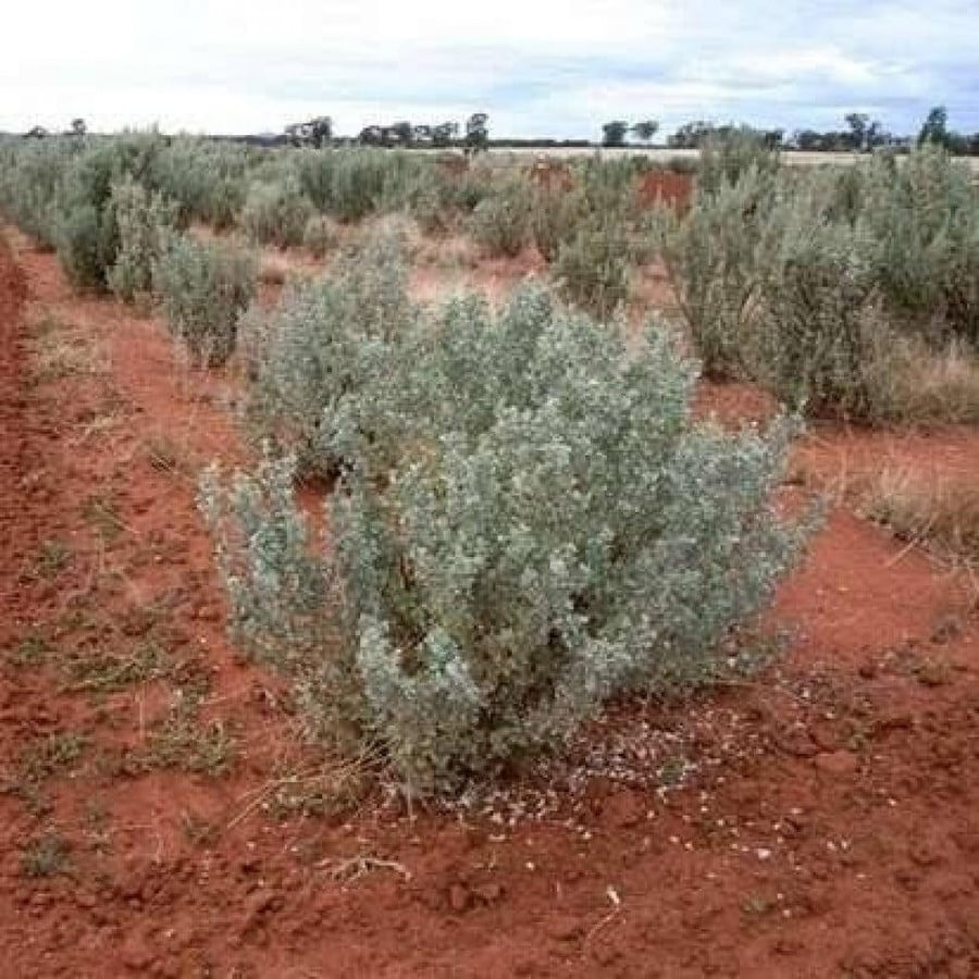 بذور شجيرة الرغل الملحي ( Atriplex halimus )