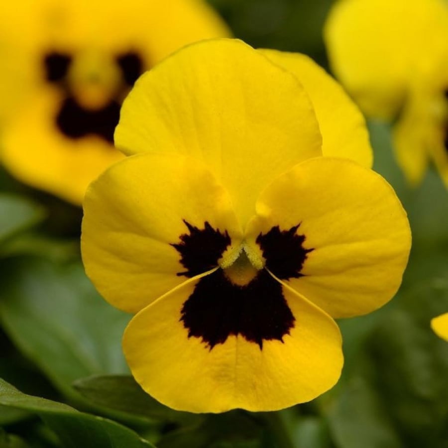 بذور زهرة بانسي الصفراء - بنفسج الثالوث ( Viola x wittrockiana )