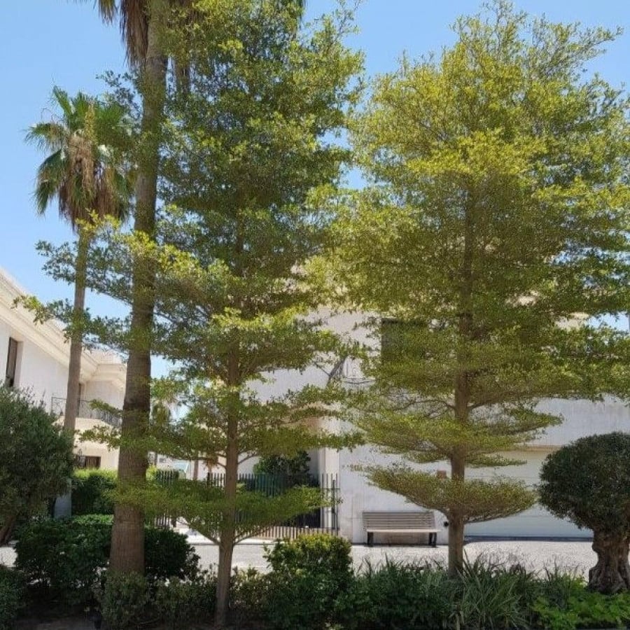 بذور شجرة ترمناليا منتالي ( Terminalia mantaly )