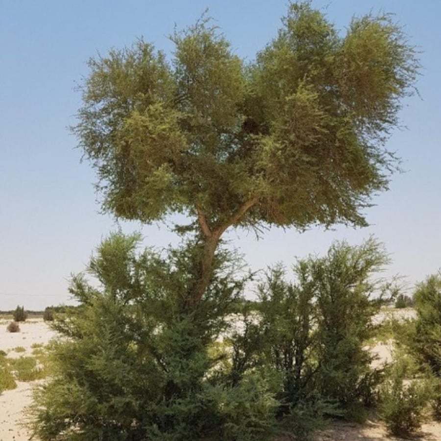 ثمرة شجرة الغاف البلدي الاحمر
