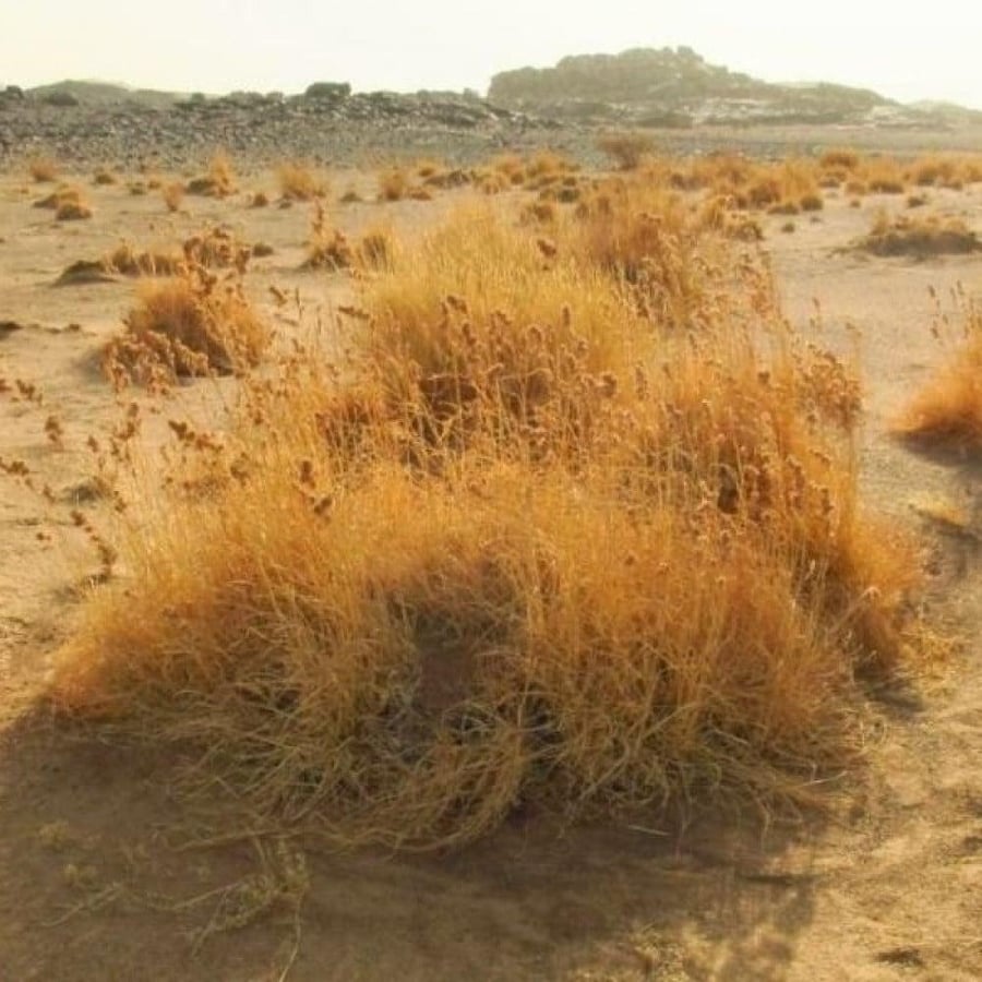 طريقة زراعة الاذخر المكي
