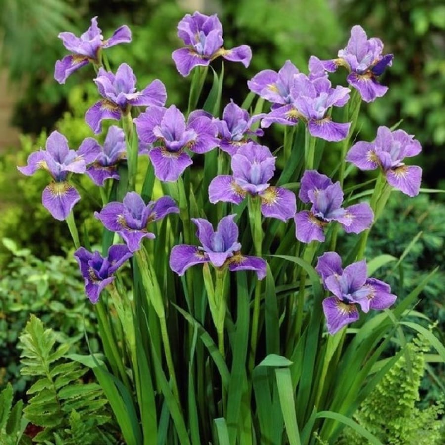 بذور السوسن البري العنصل moraea sisyrinchium