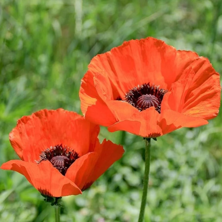 بذور الديدحان البرتقالي Papaver orientale