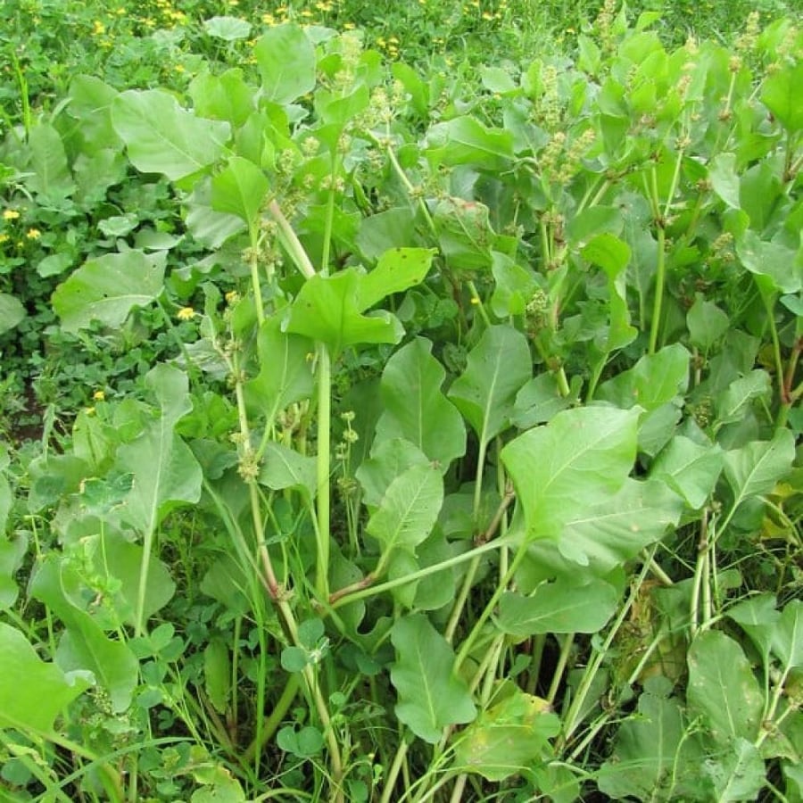 seeds of emex spinosa