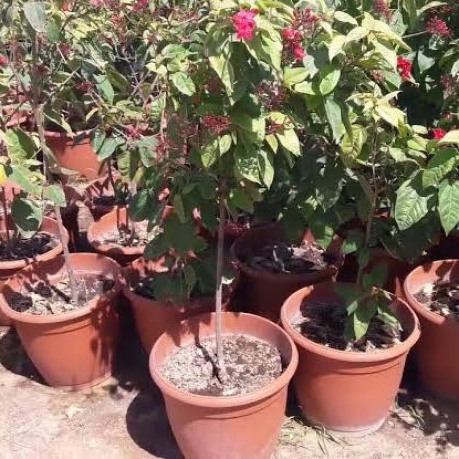 بذور الجاتروفا ( Jatropha integerrima )