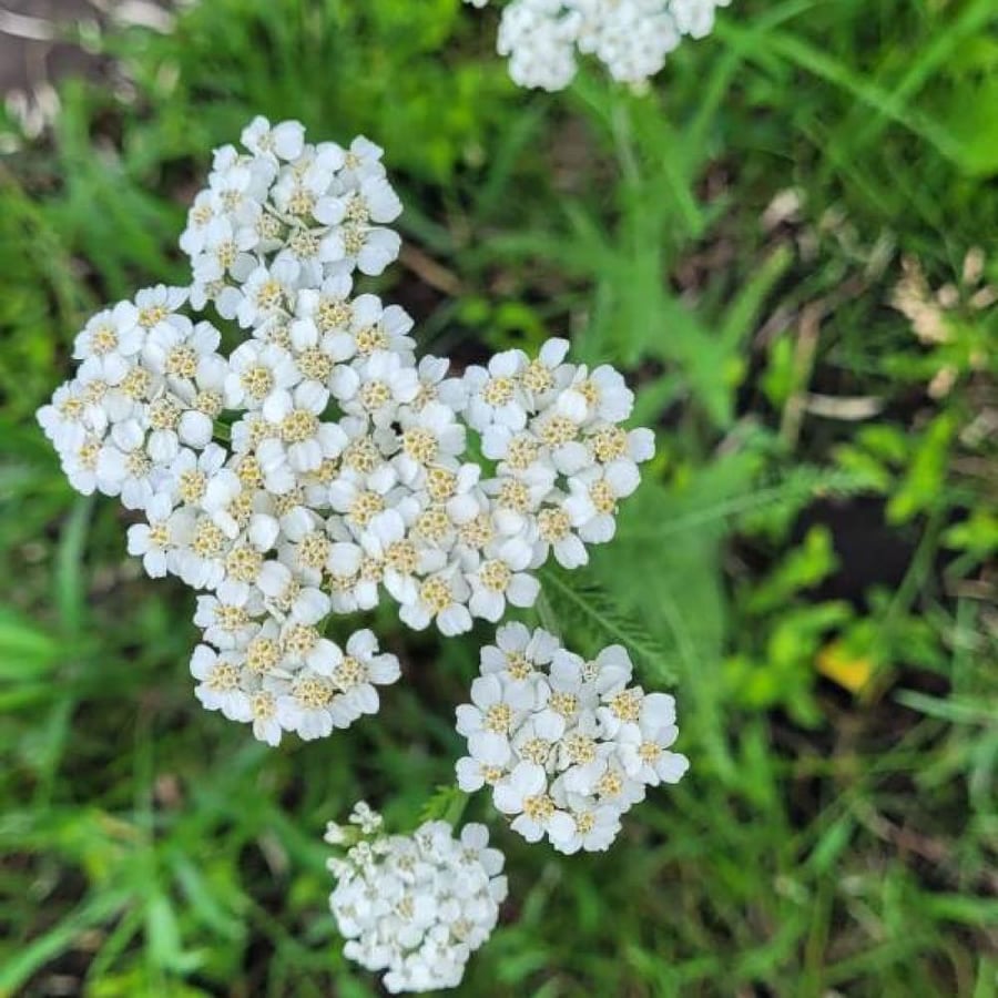 بذور زهور الأخيلية البيضاء ( Achillea millefolium )