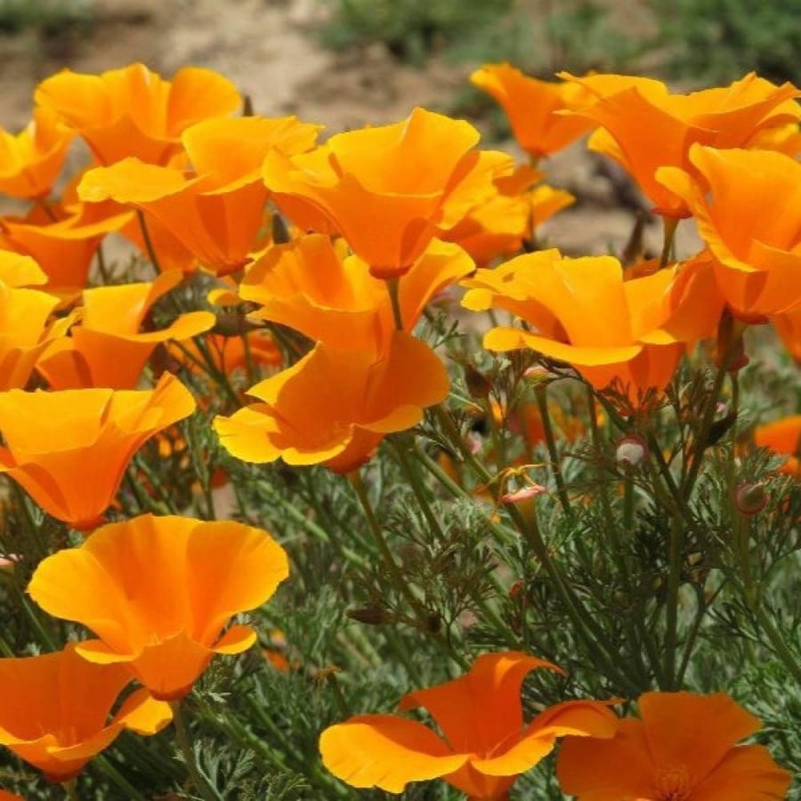 بذور زهور ديدحان كاليفورنيا البرتقالي ( Eschscholzia californica )