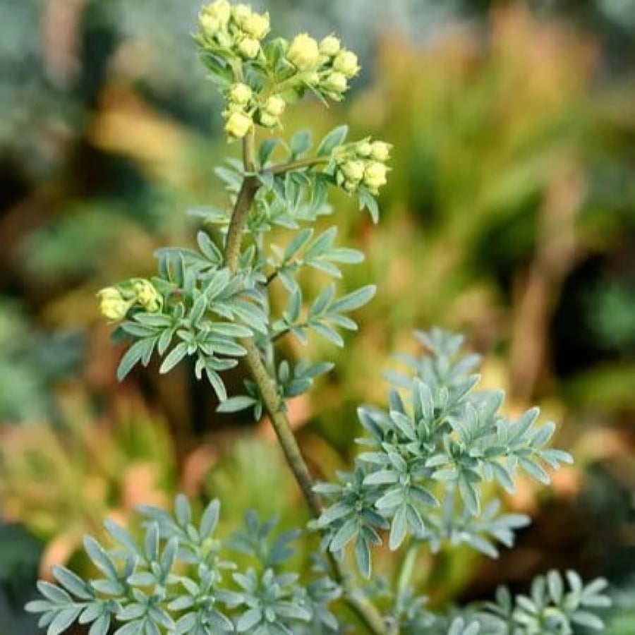 بذور عشبة الشذاب العطرية Ruta chalepensis