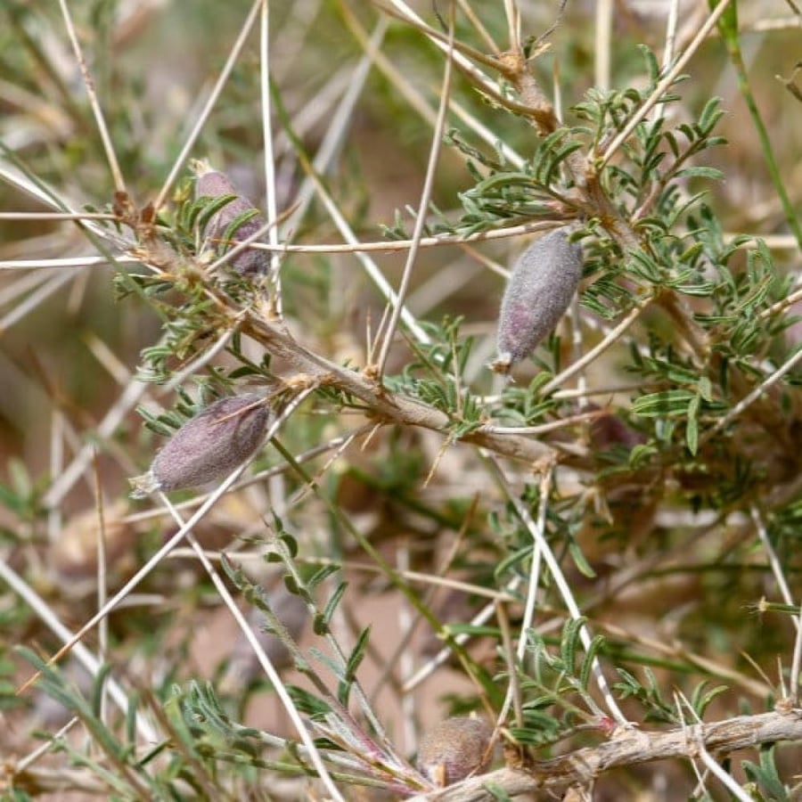 بذور شجيرة الكتاد - القتاد ( Astragalus spinosus )