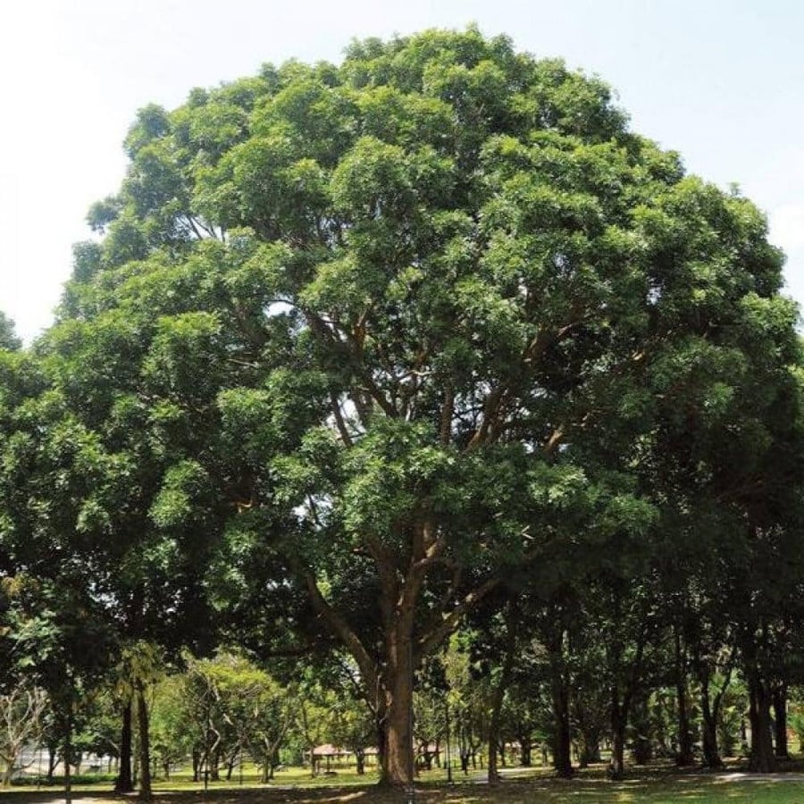 بذور الماهوجني الافريقي ( khaya senegalensis )