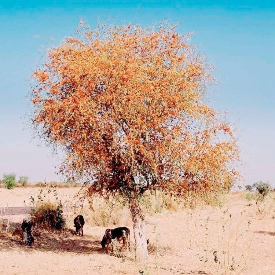 بذور الفرفارة ( Tecomella undulata )