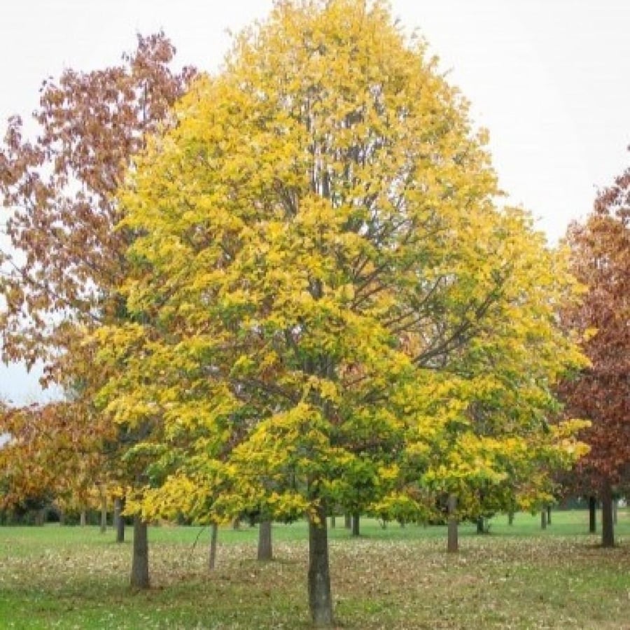بذور شجرة الزيزفون الفضي ( Tilia tomentosa )