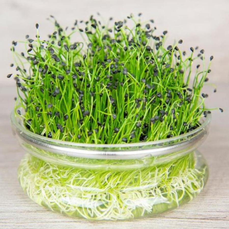 بذور براعم الملفوف الاخضر - ميكروجرين ( Brassica oleracea )