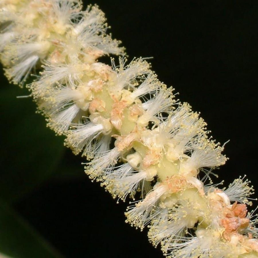 بذور طلح - أكاسيا مانقيوم ( acacia mangium )