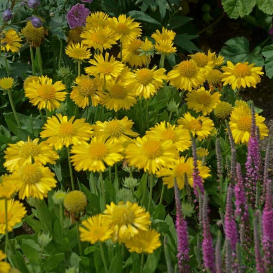 بذور العنبر الكشميري الأصفر - جيلارديا أريستاتا ( gaillardia aristata )