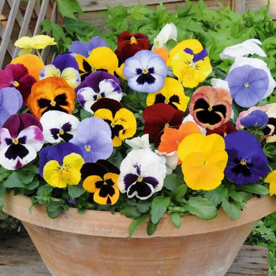 بذور زهور بانسي - بنفسج الثالوث ملون ( Viola x wittrockiana )