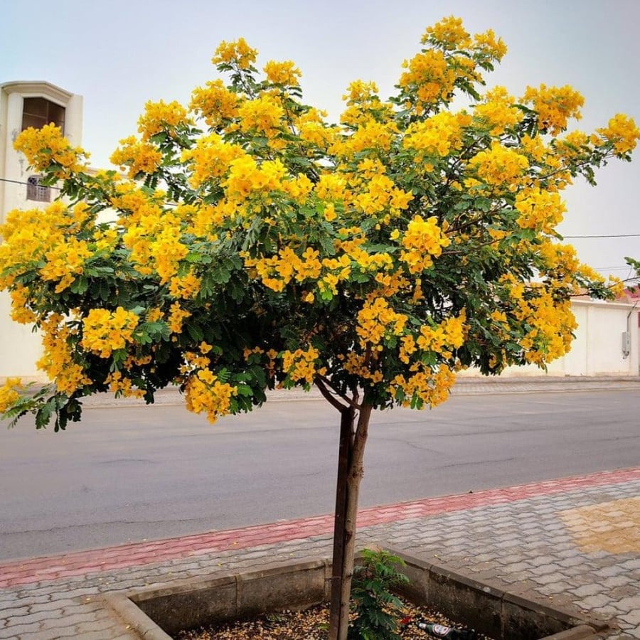 بذور كاسيا جلوكا ( Cassia glauca )