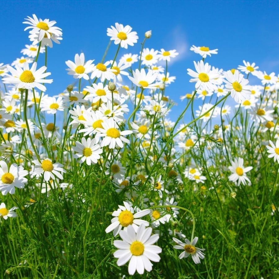 بذور البابونج