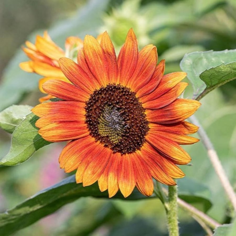 بذور زهور دوار الشمس الاحمر ( velvet queen sunflower )