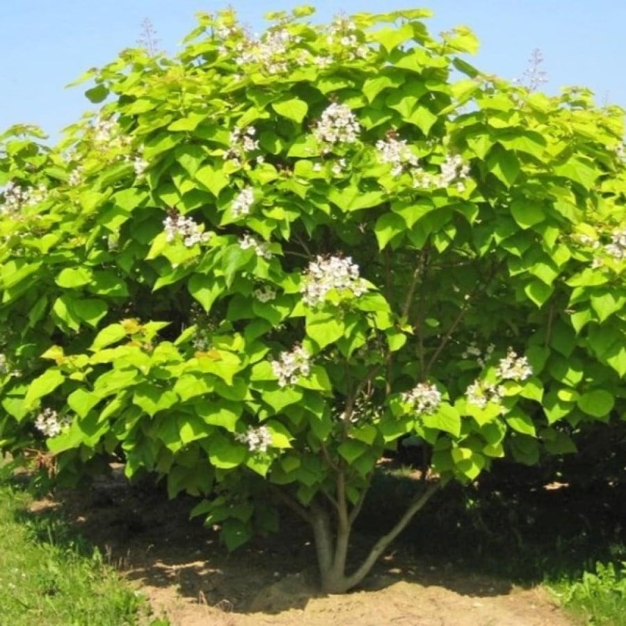 seeds of Catalpa bignonioides