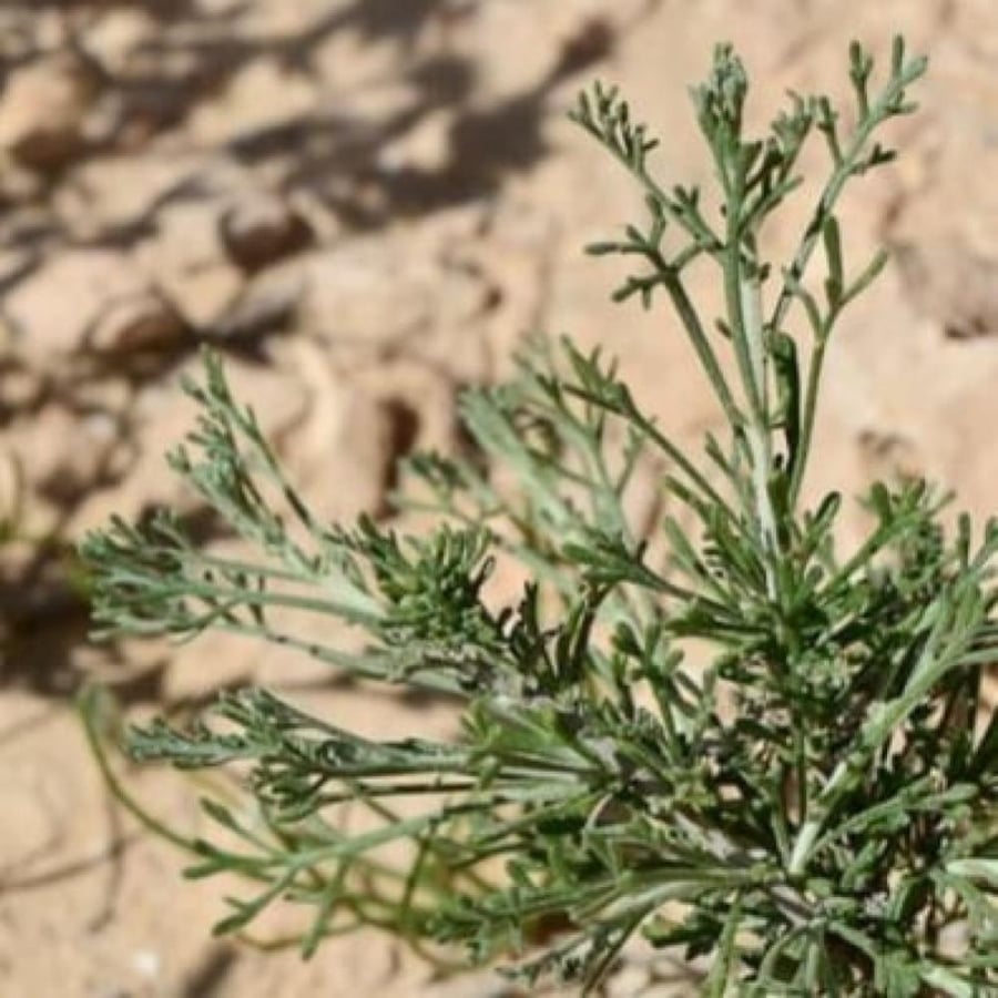 بذور الشيح ( Artemisia Sieberi )