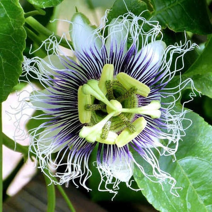 بذور زهرة الساعة - باشن فروت بنفسجي ( Passiflora edulis )