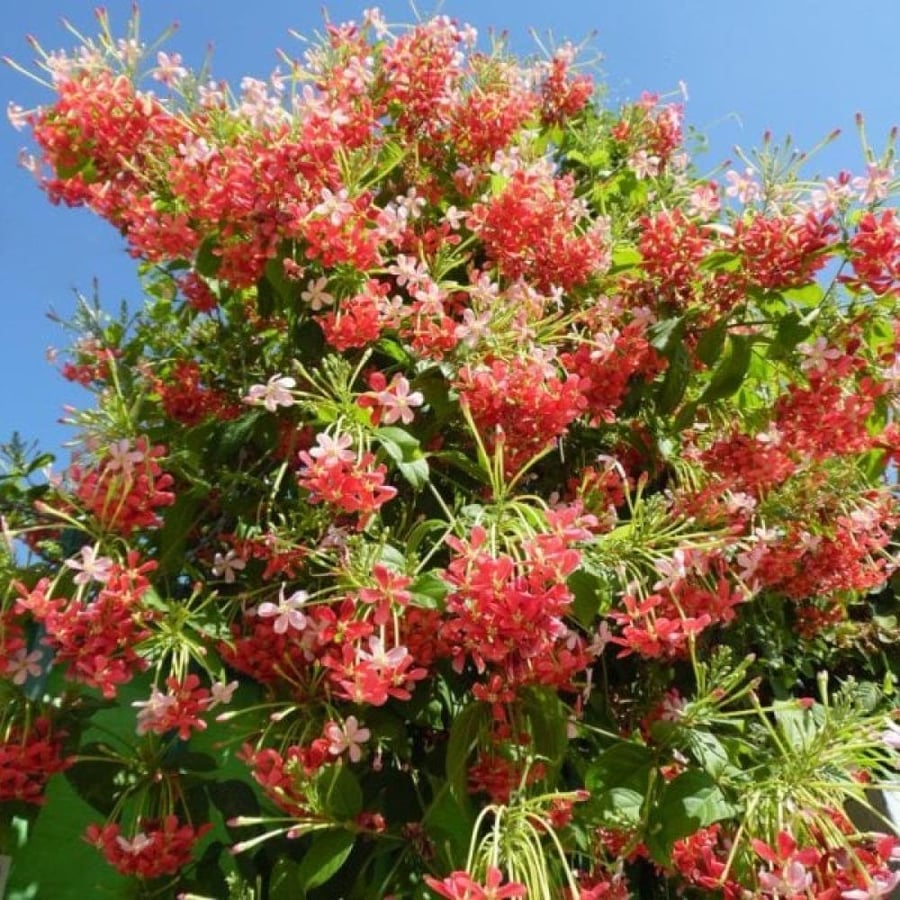 بذور متسلقة الياسمين الاحمر العطرية ( Combretum indicum )