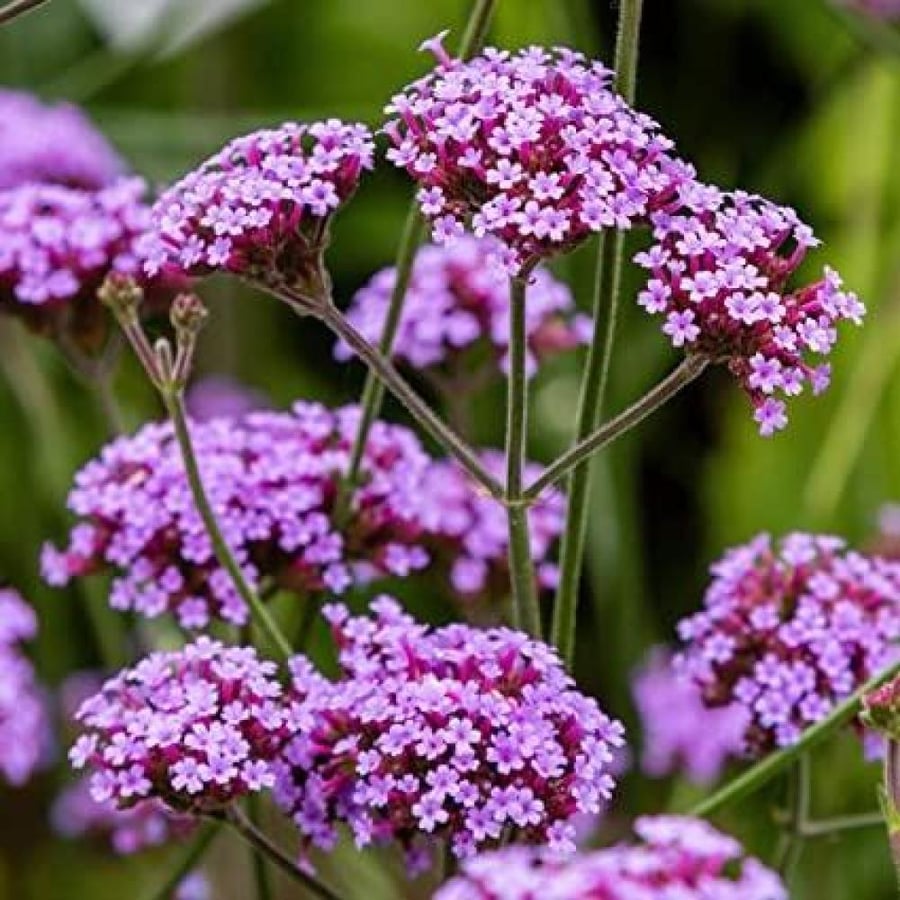 بذور زهور فربينيا - رعي الحمام ( Verbena officinalis )