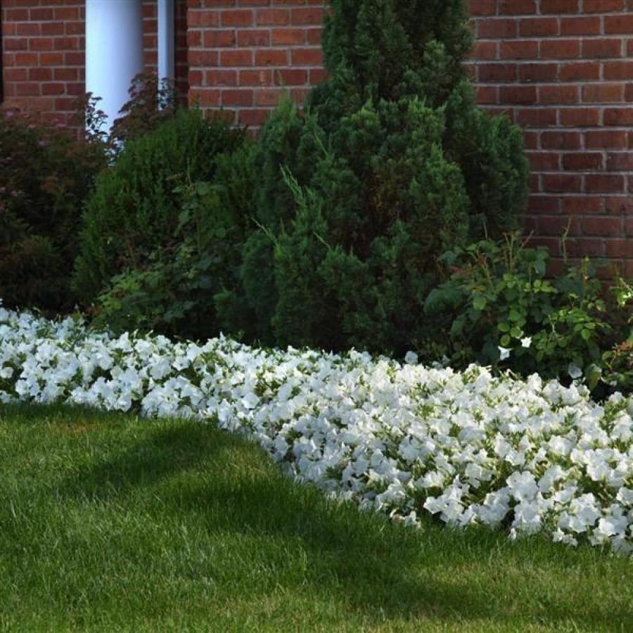 بذور البيتونيا البيضاء ( Petunia )