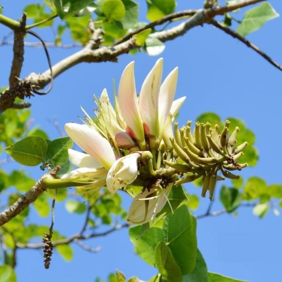 seeds of Erythrina variegata alba