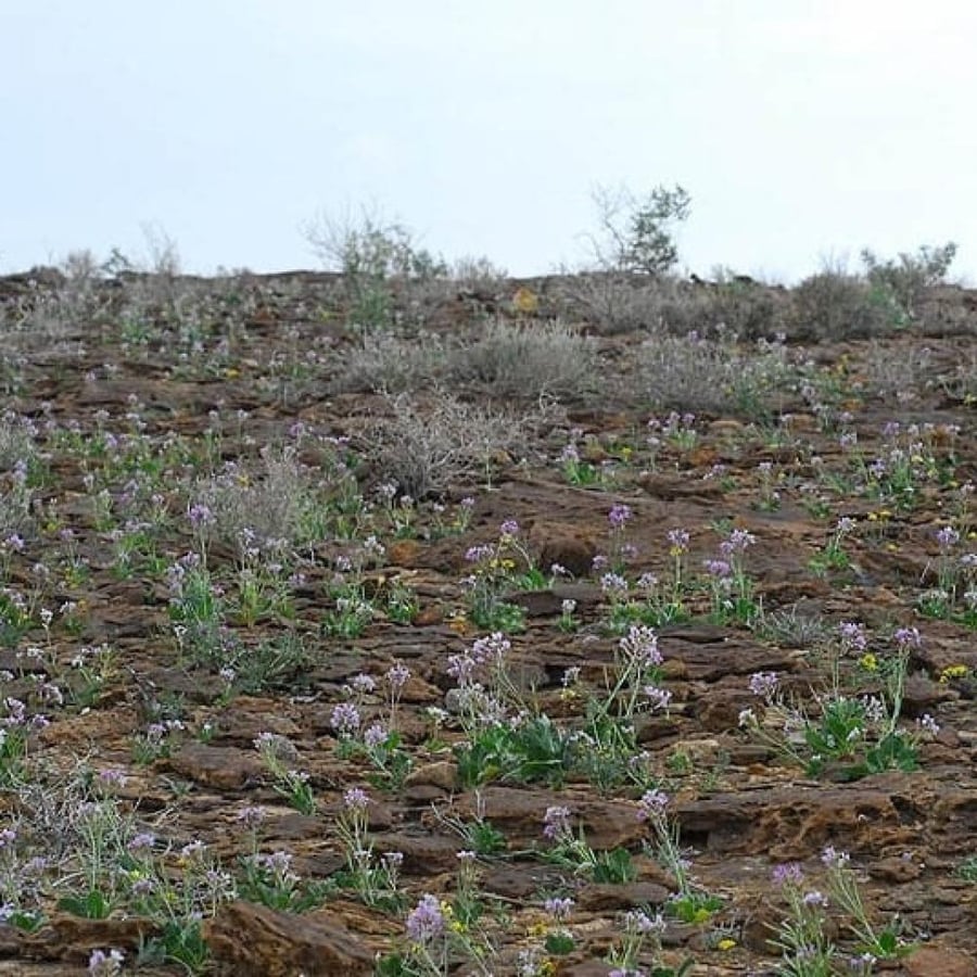 بذور اليهق - الجرجير البري ( Diplotaxis acris )