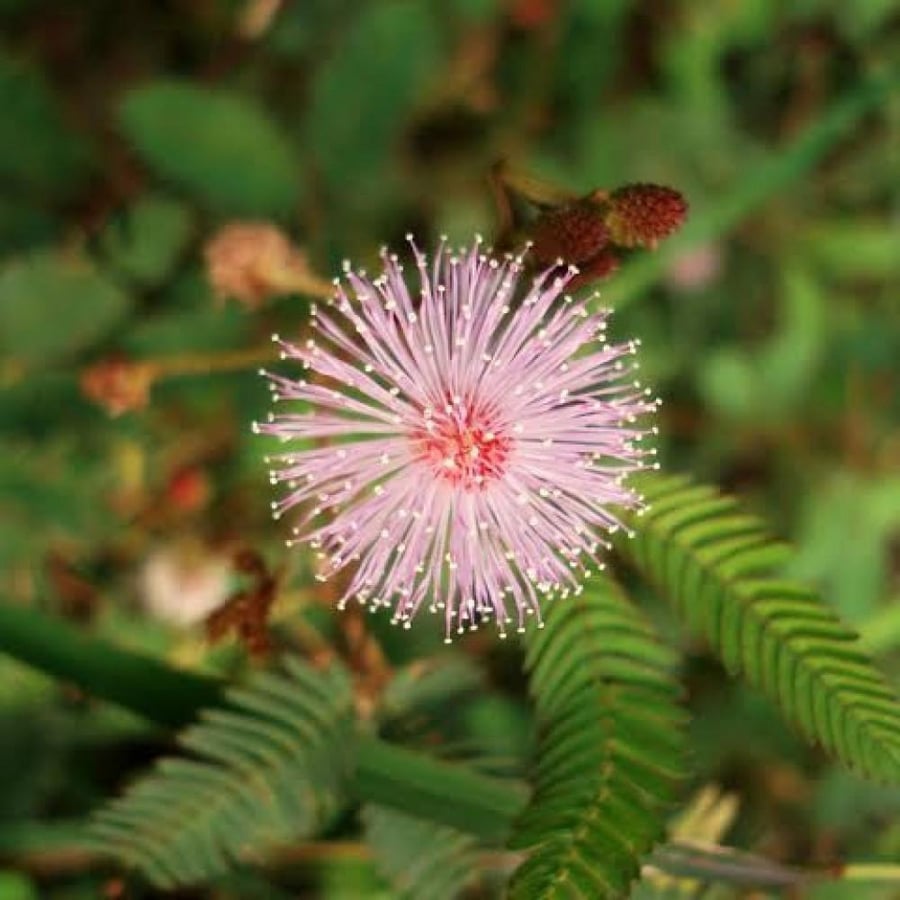 بذور شجيرة الخجولة - ميموزا بوديكا ( Mimosa pudica )