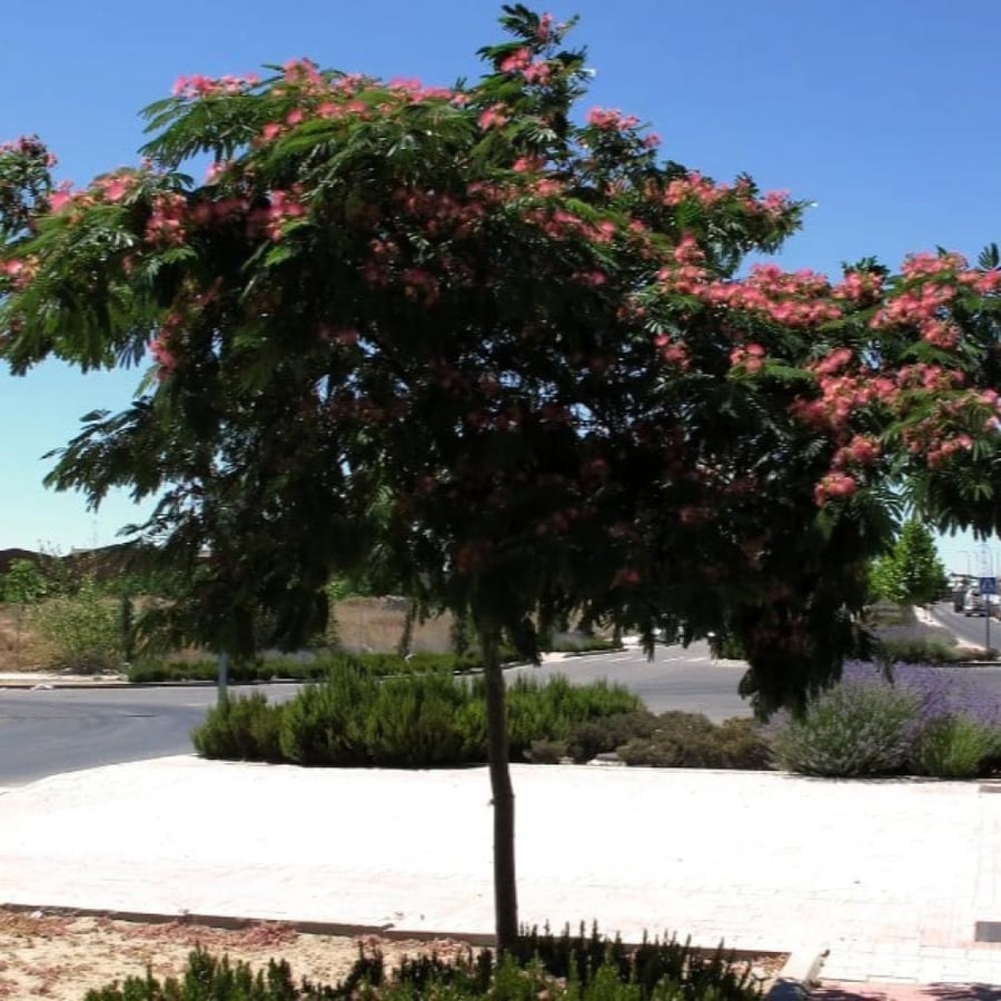 بذور شجرة اللبخ الأحمر Albizia julibrissin