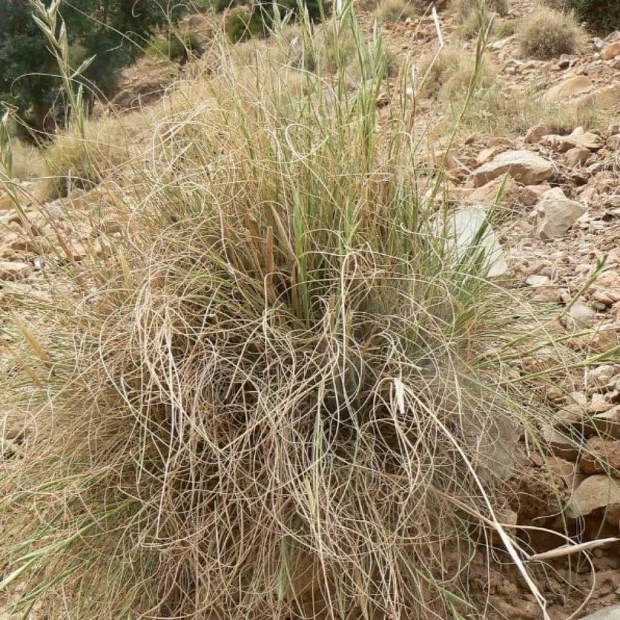seeds of Cymbopogon Schoenanthus