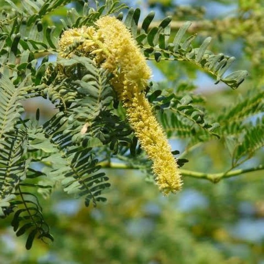 ثمار شجرة الغاف الخليجي