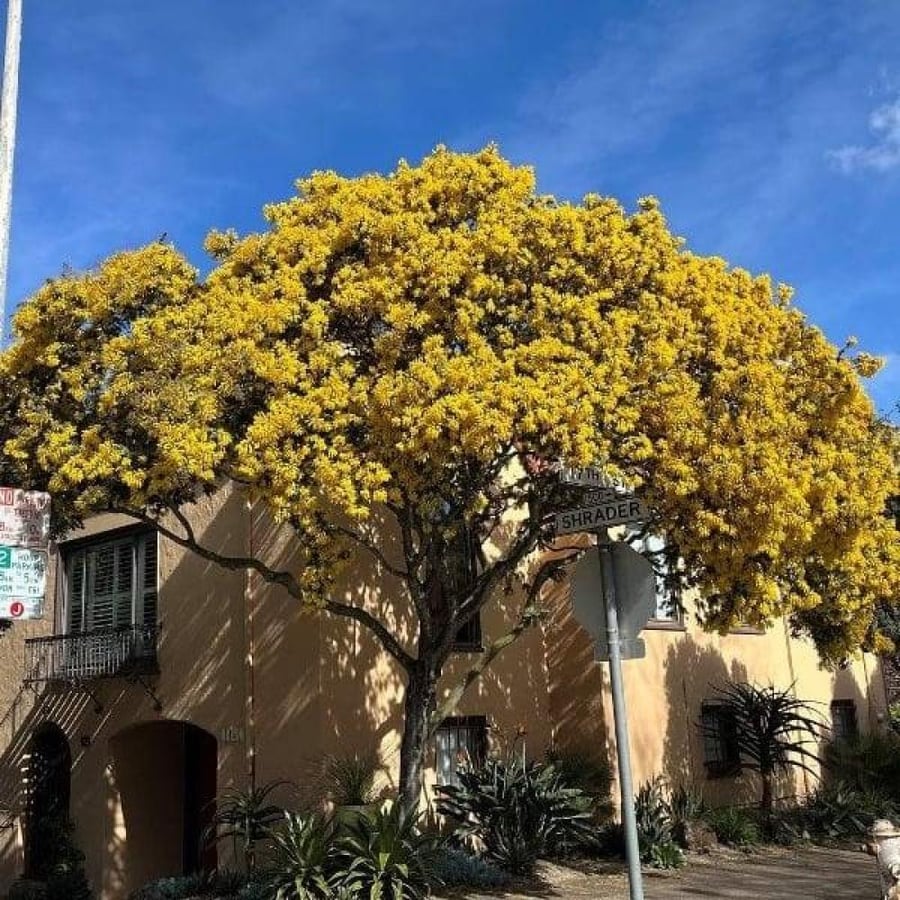 بذور أكاسيا بيليانا ( Acacia baileyana )