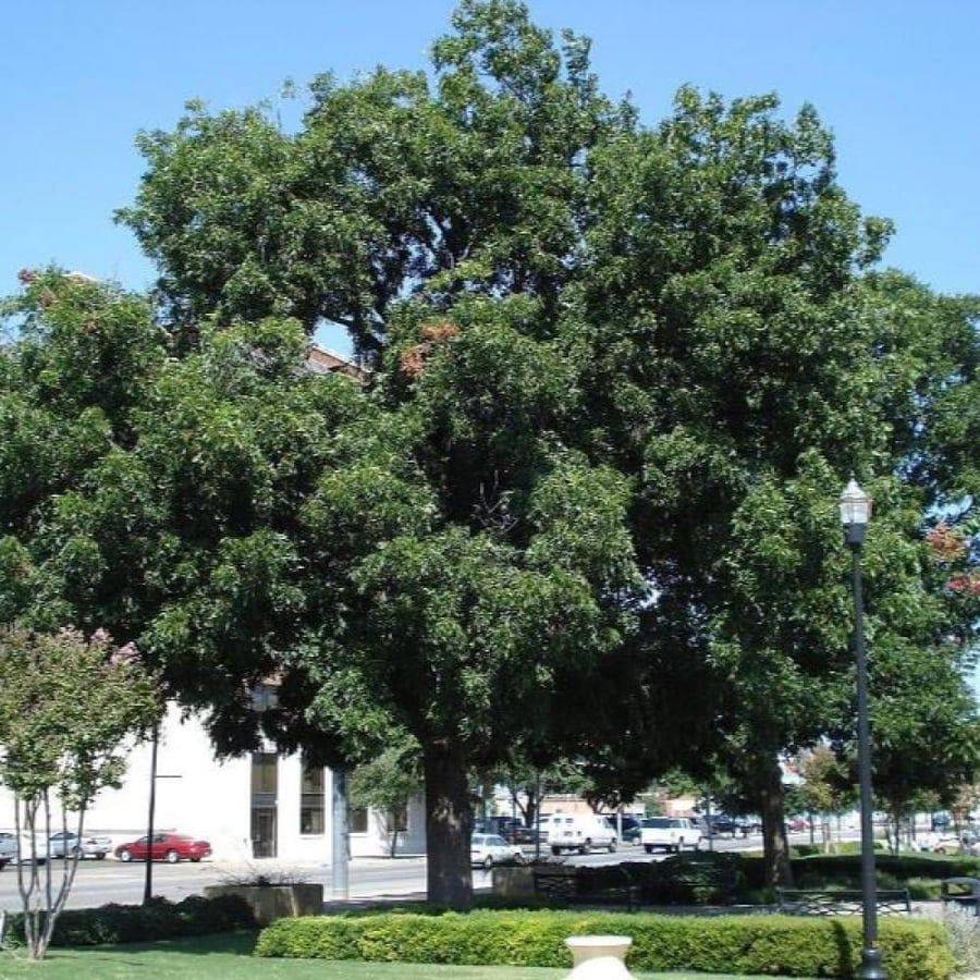بذور شجرة جوز البيكان ( Carya illinoinensis )