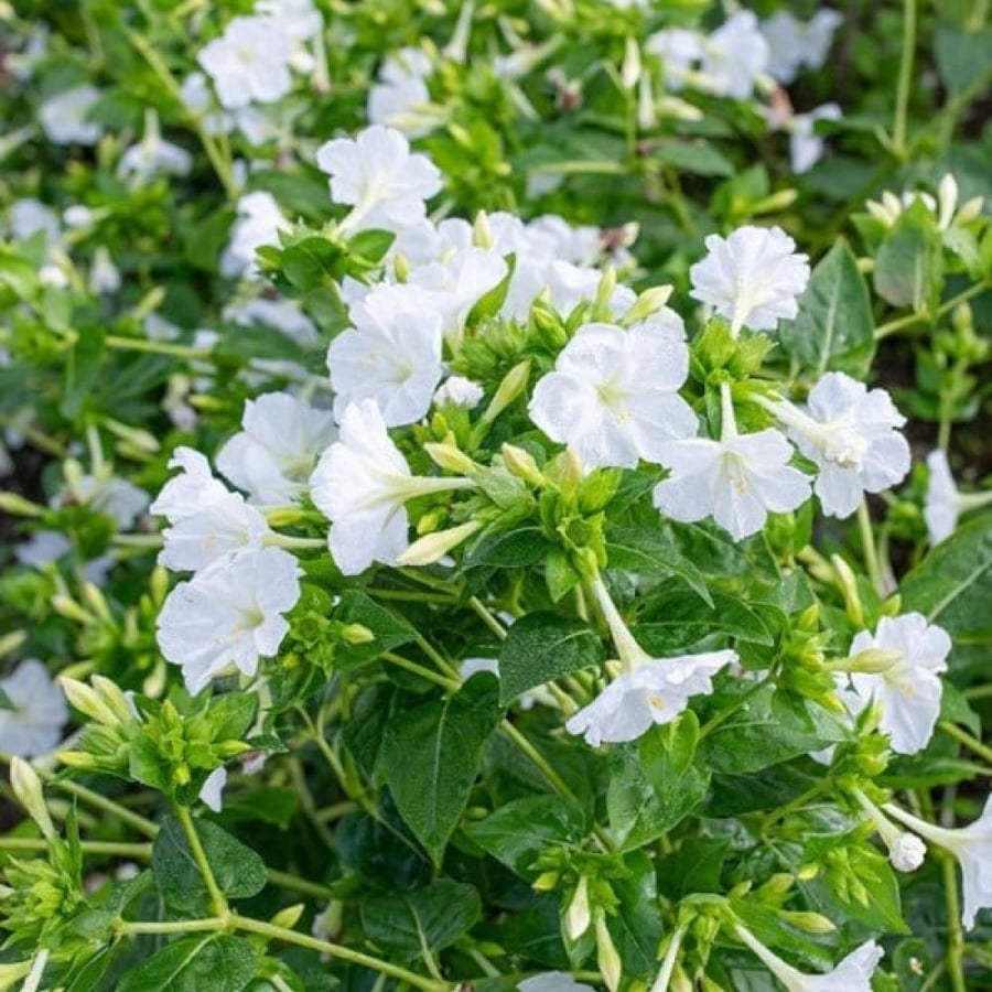 بذور زهرة شب الليل البيضاء - الساعة الرابعة ( Mirabilis jalapa )