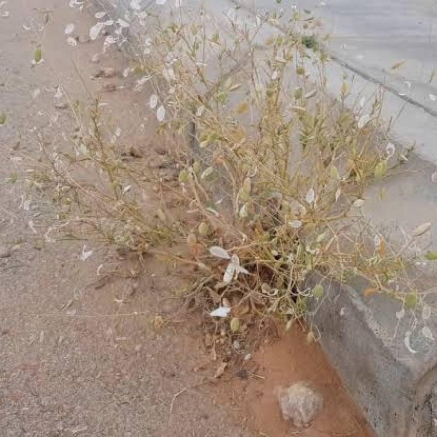 نبات القليقلان